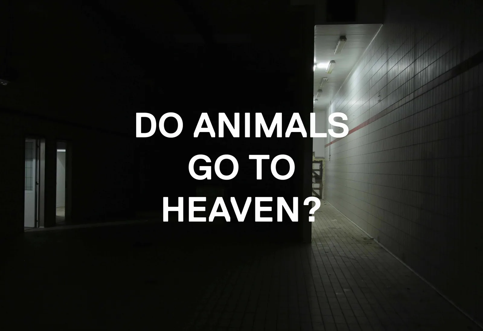Do Animals...?