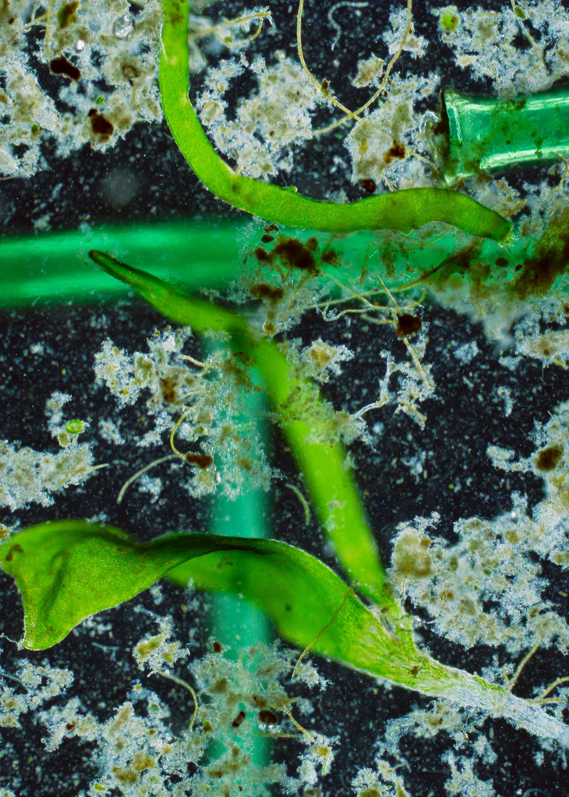 Aberrations II (Composition with Algae and Microplastics)