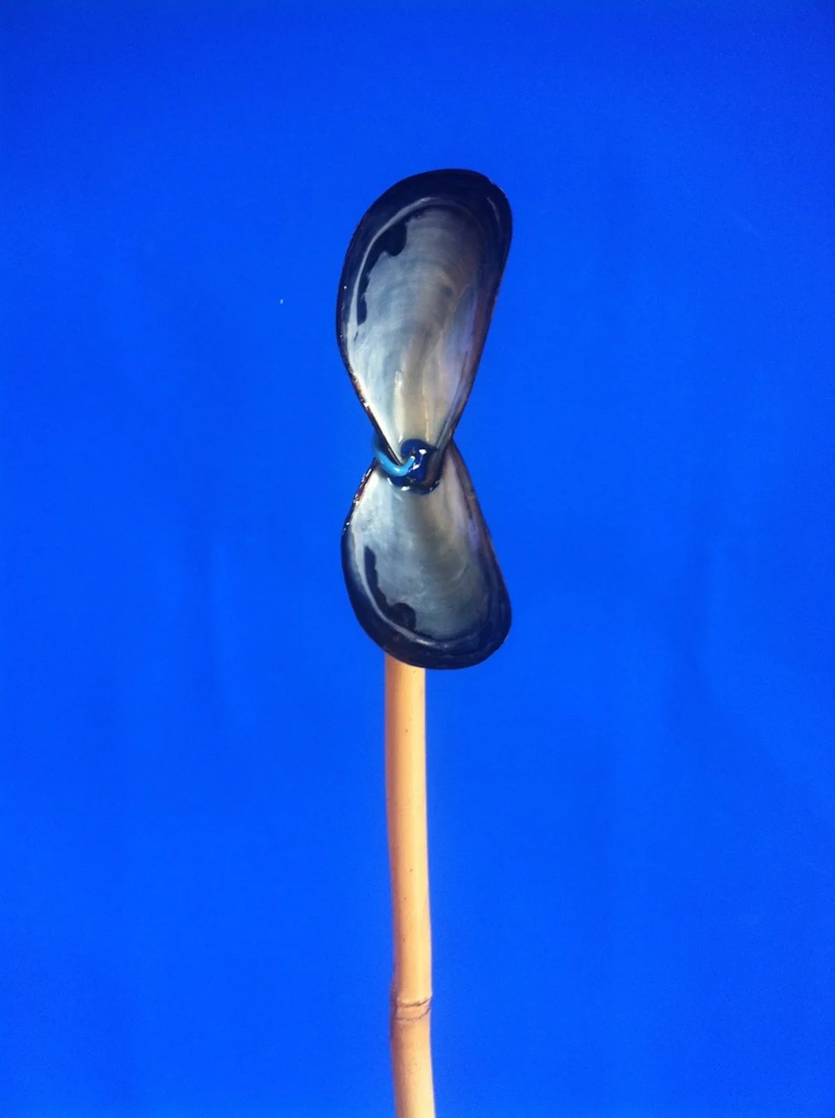Mussel michrophone