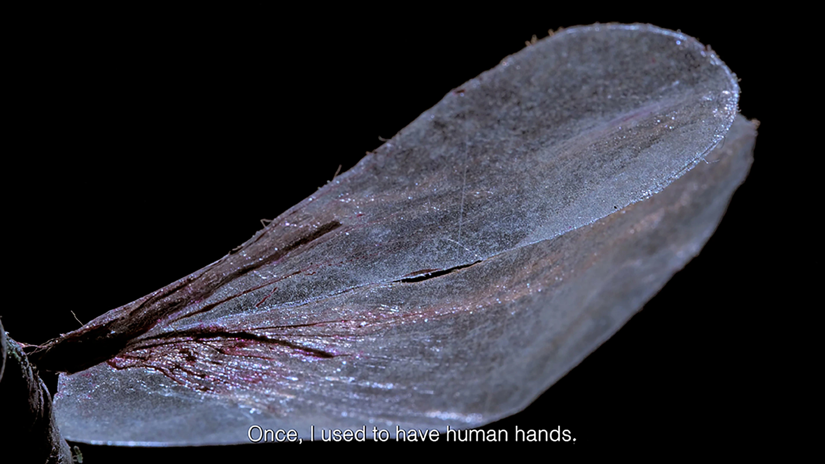 How deep can a dragonfly swim under the ocean?