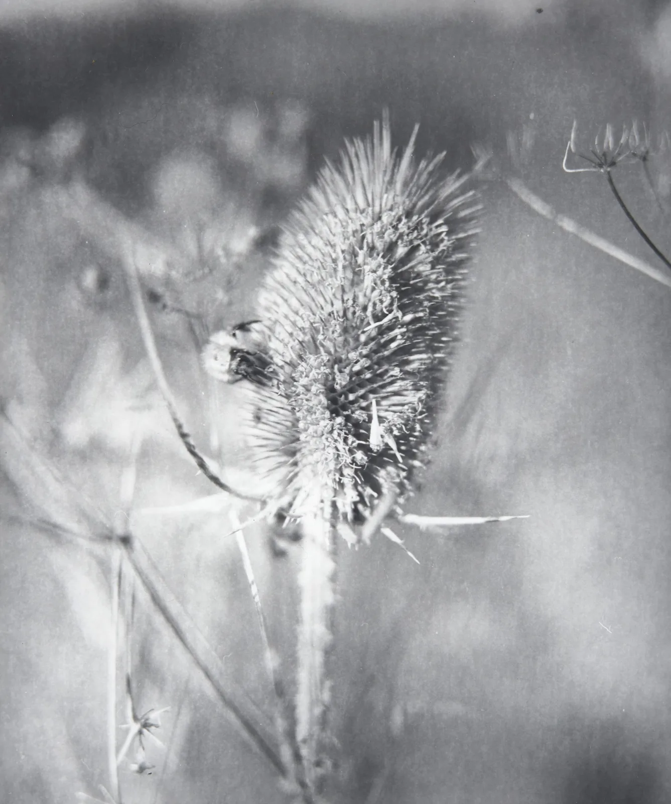 Teasel