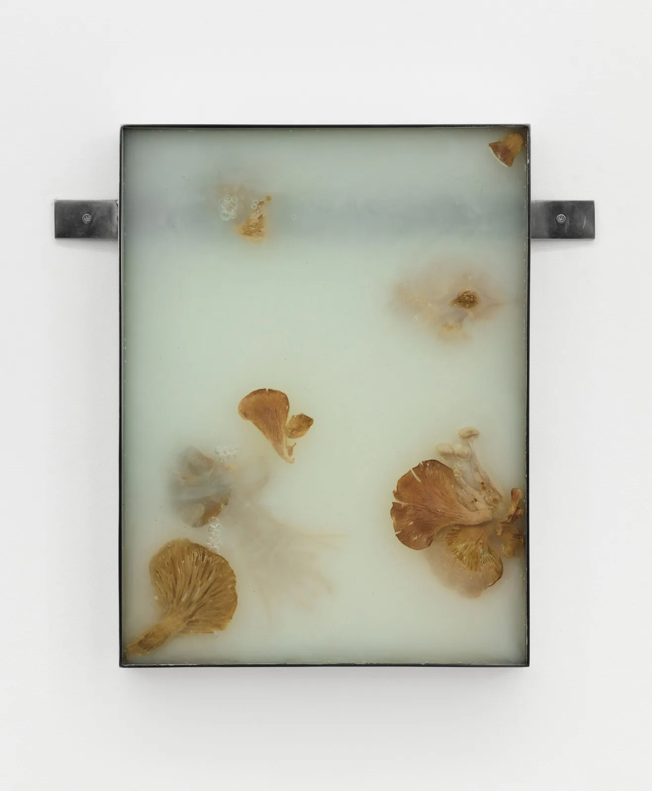 Fruiting Bodies VI (Resin series)