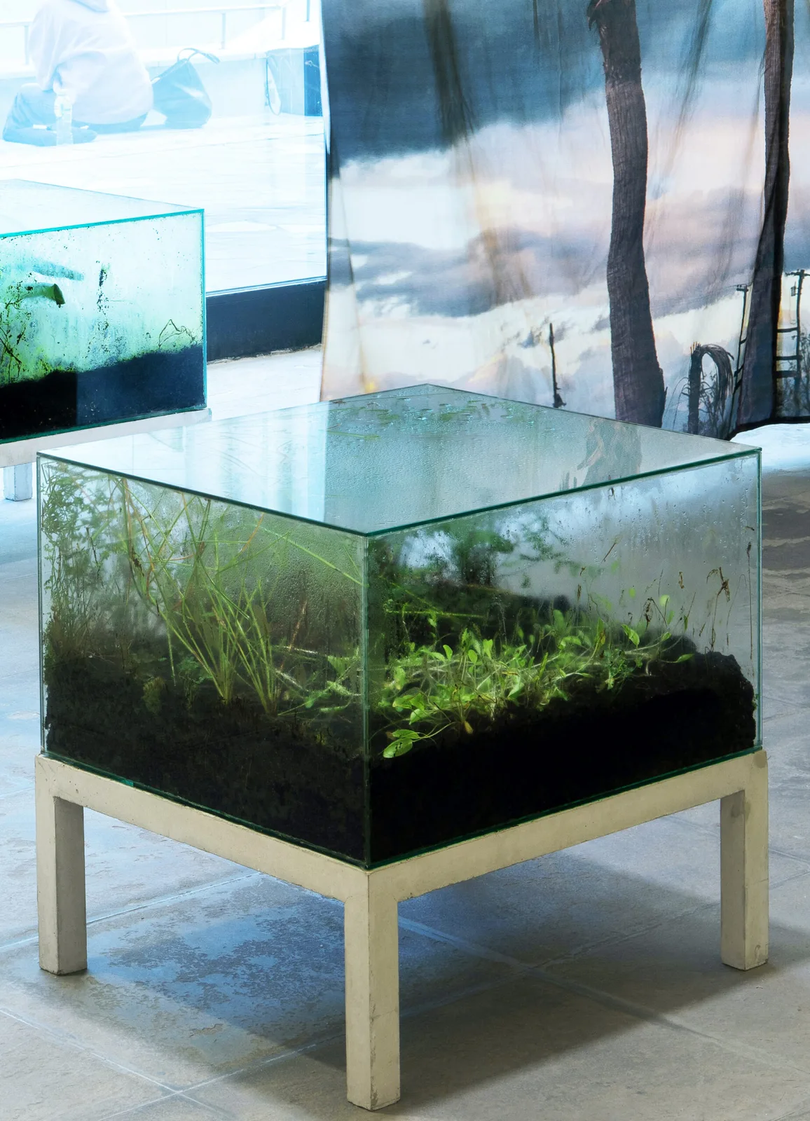 Wardian Case (Fogo Island)