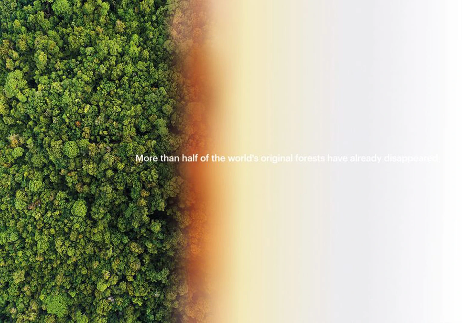 More than half the world’s original forests have already disappeared