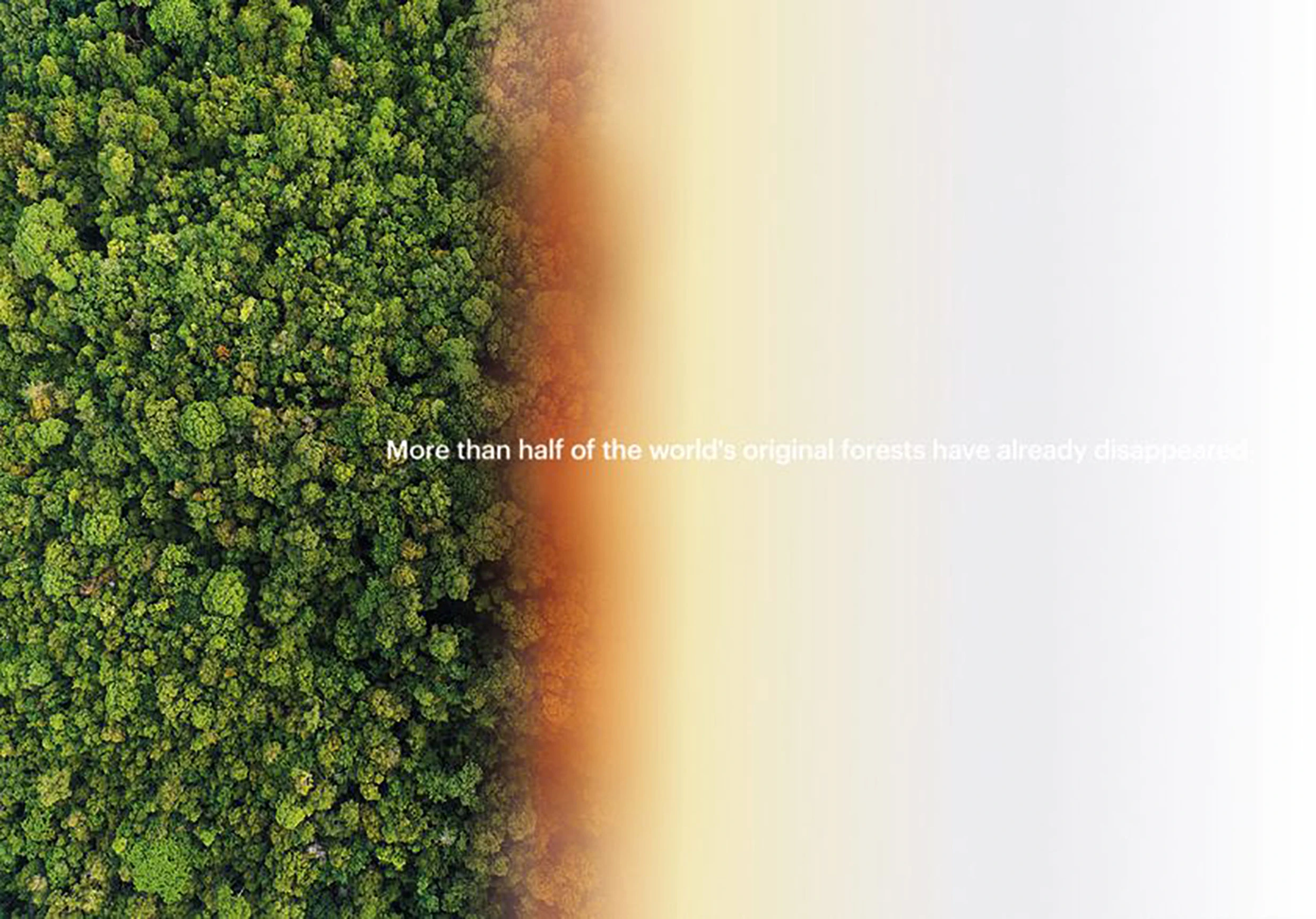 More than half the world’s original forests have already disappeared