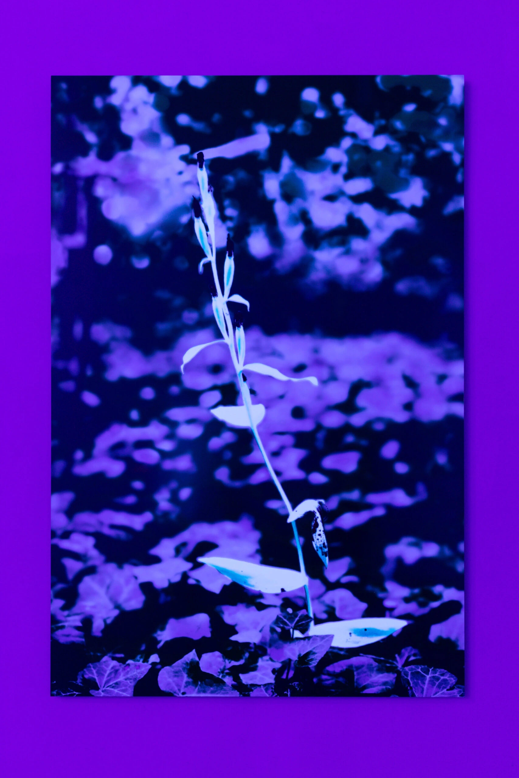 Phantom Orchid #3