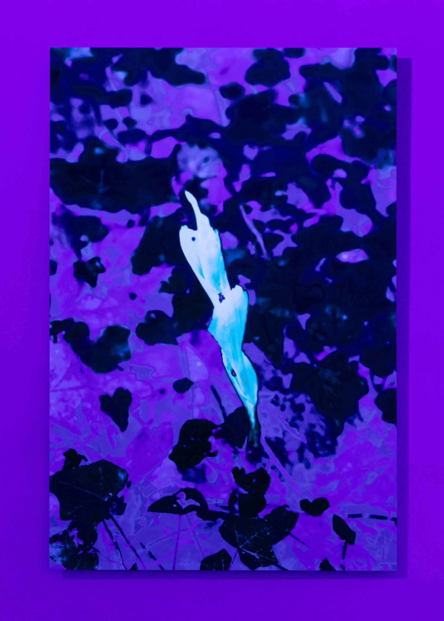 Orchid #1