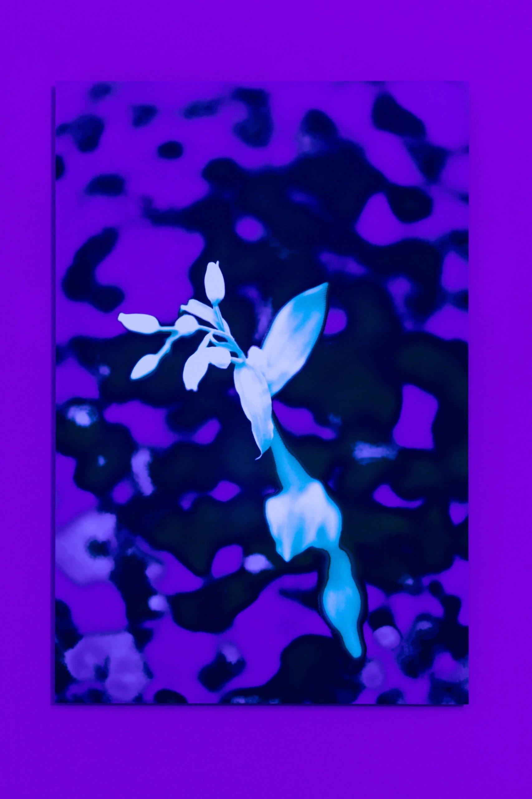 Phantom Orchid #2