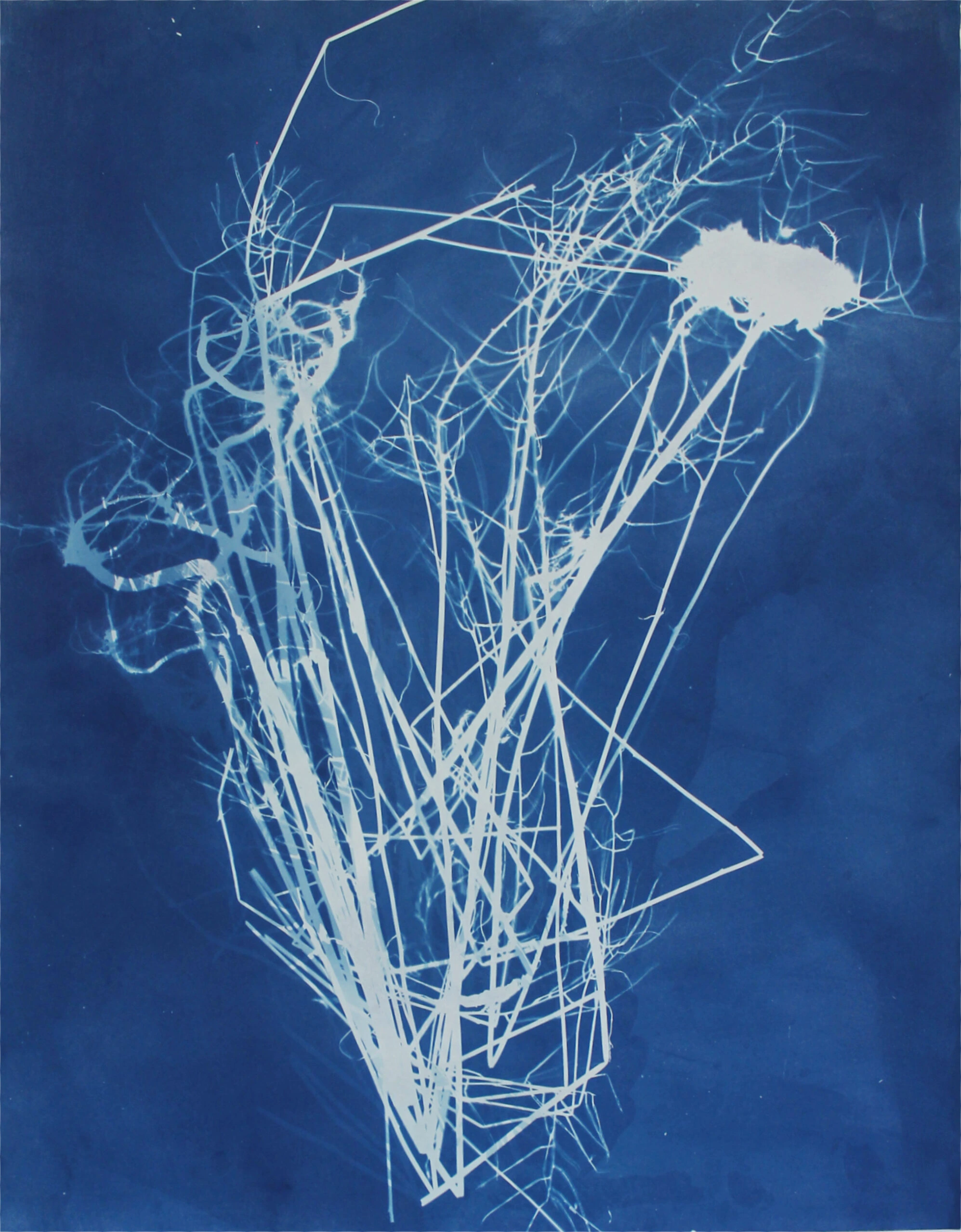 herbarium#23