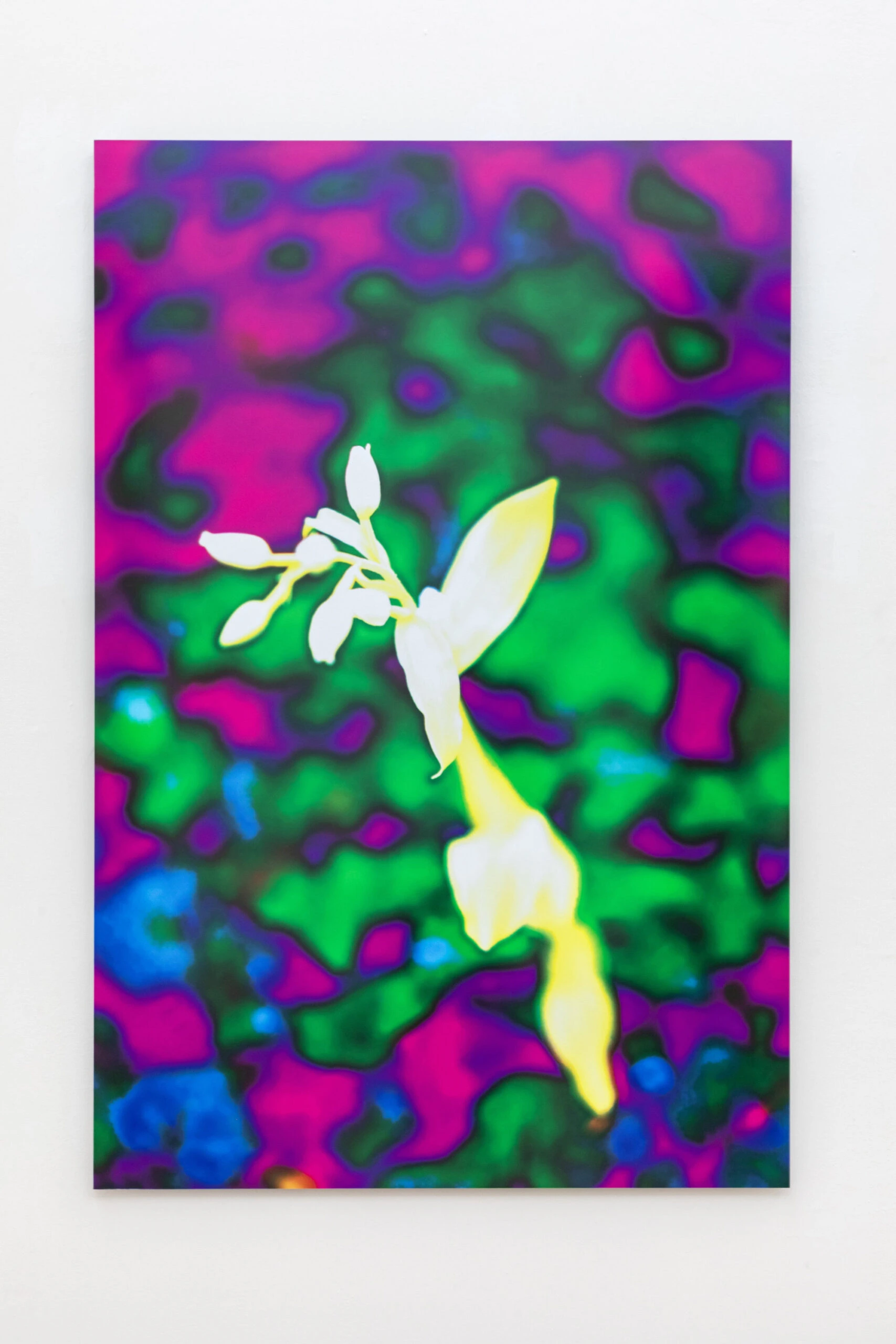 Phantom Orchid #2