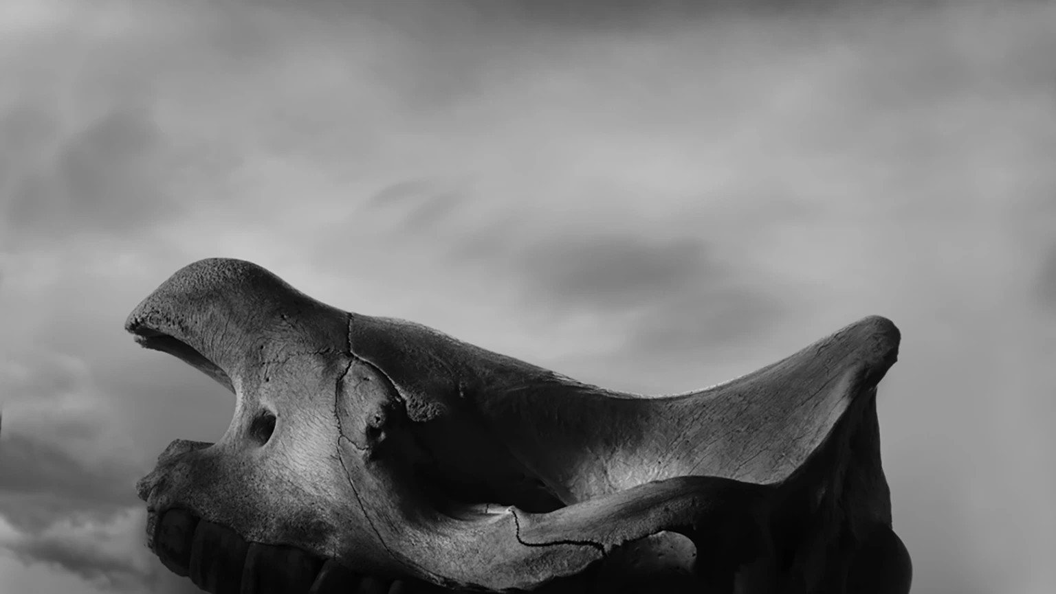 Museo delle Civiltà
