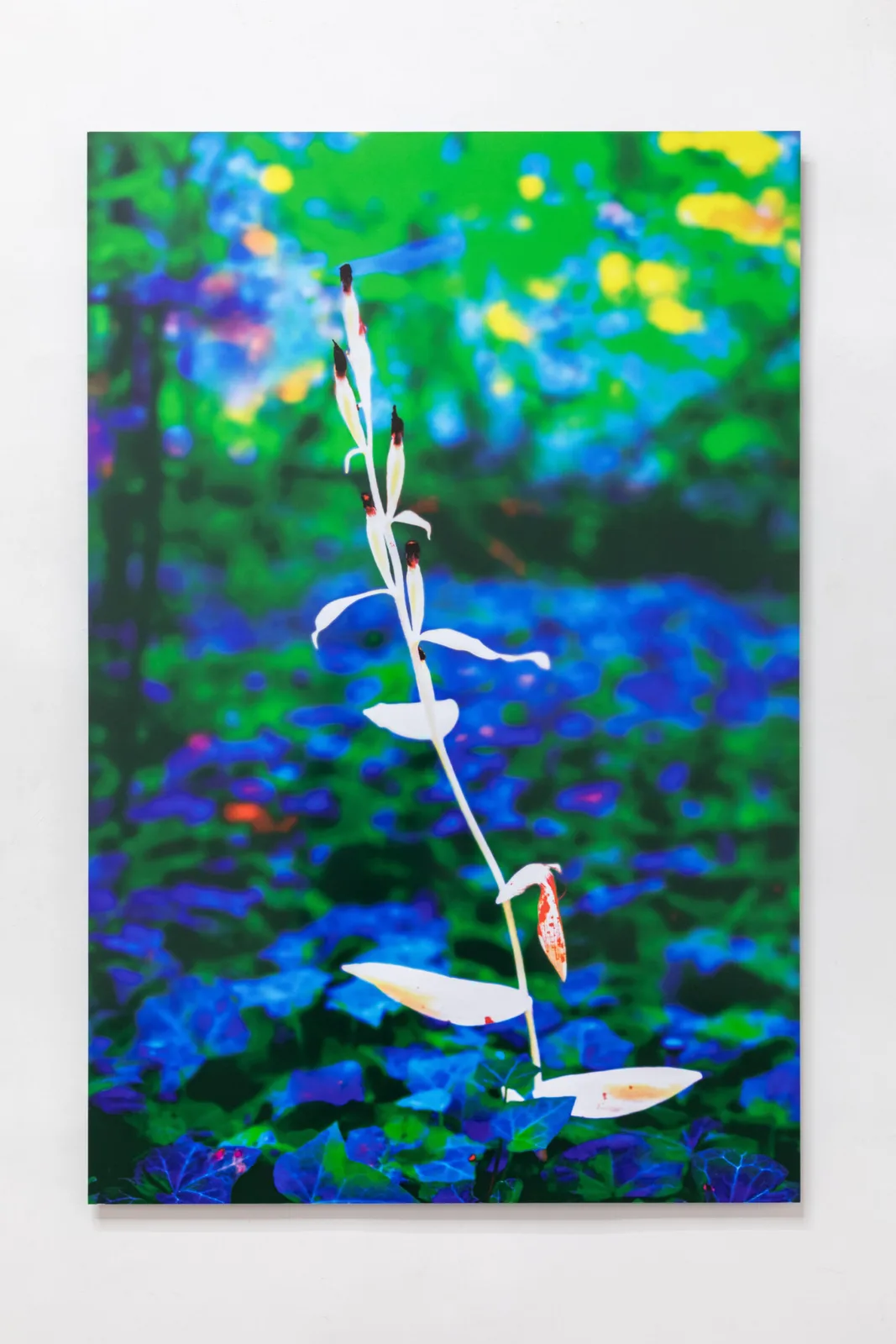 Phantom Orchid #3