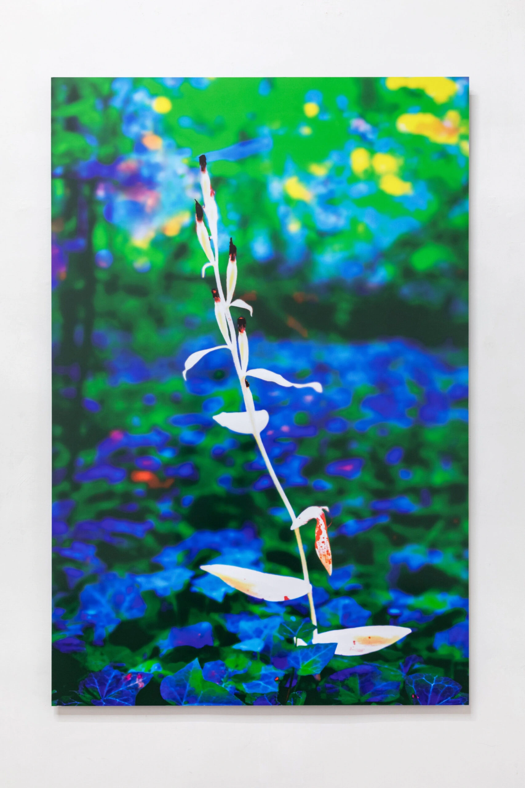 Phantom Orchid #3