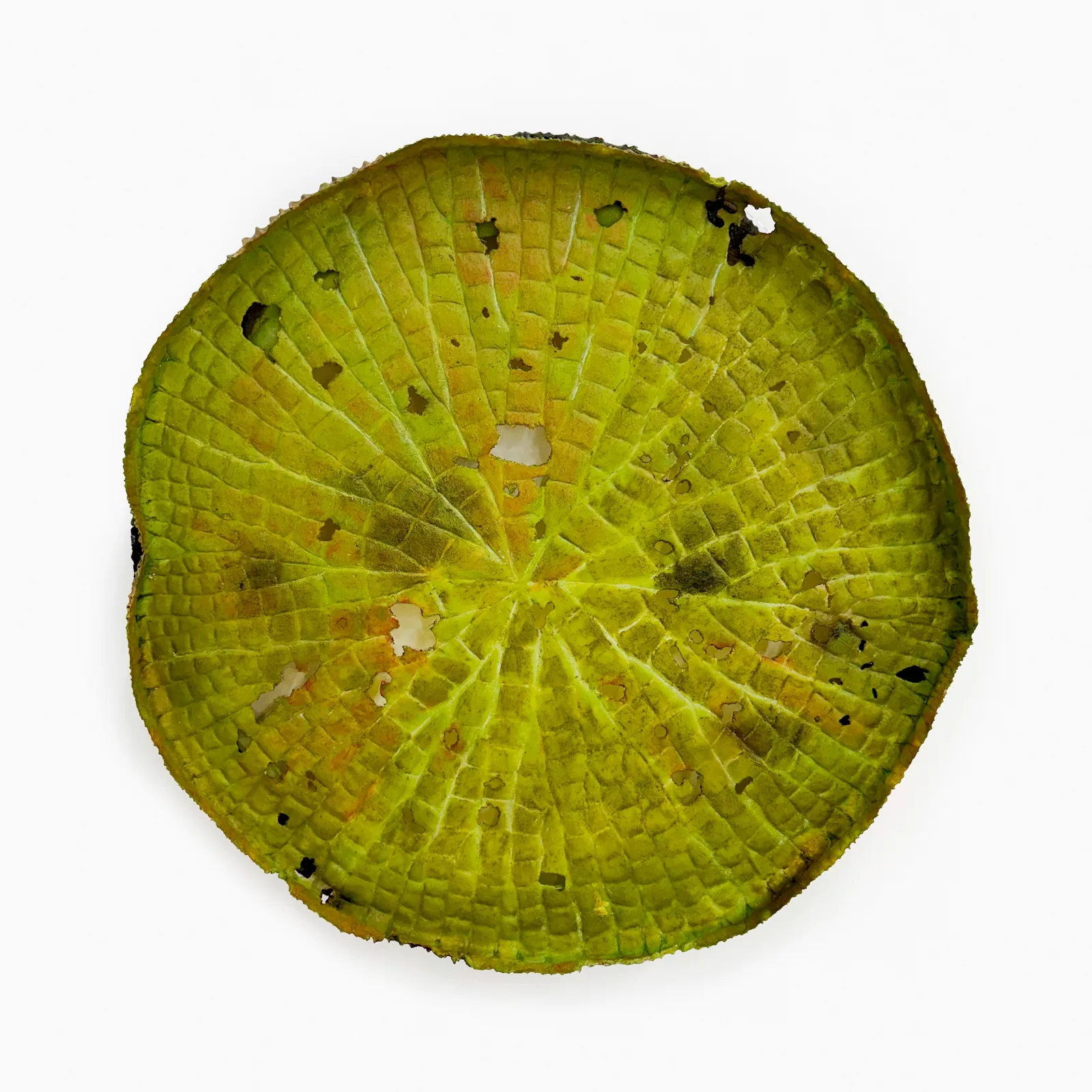 VICTORIA REGIA