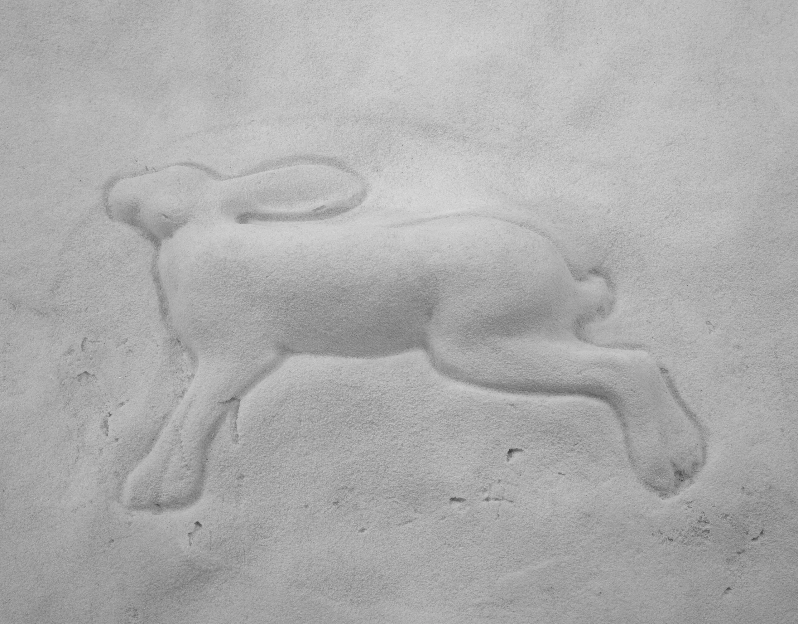 Lepre e Manto di Neve
