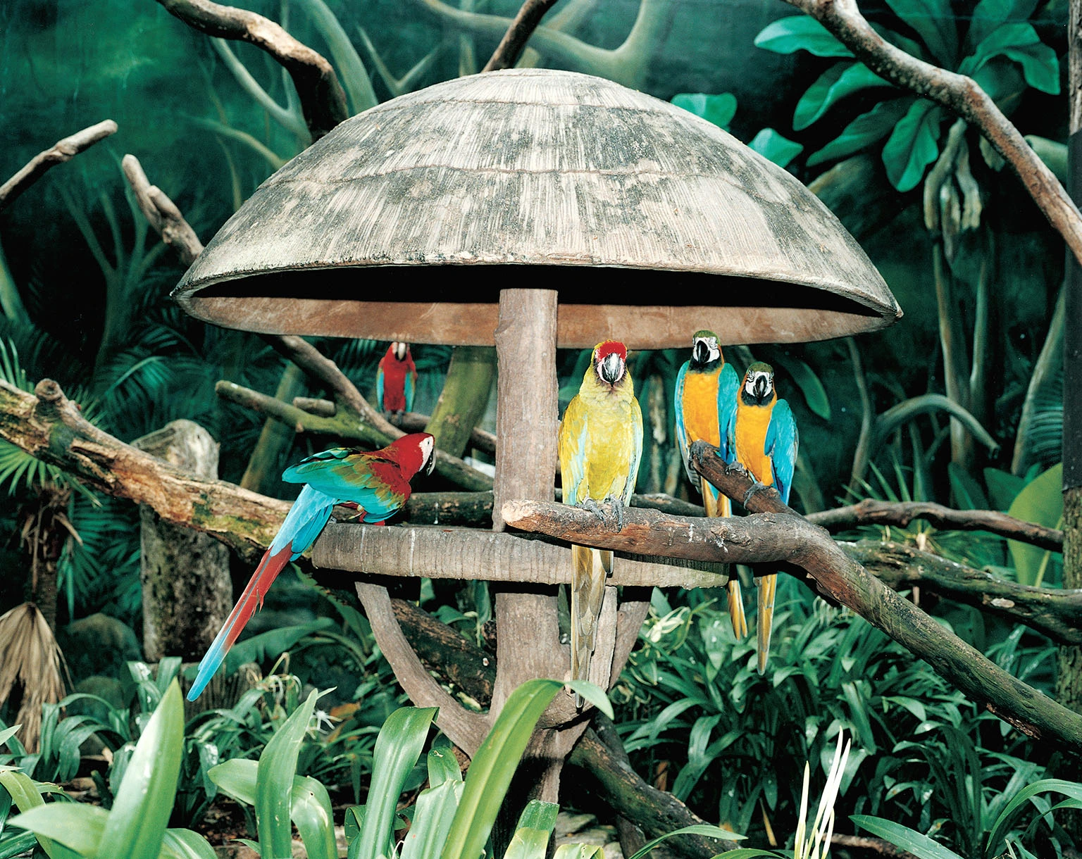 Jurong Bird Park, Singapore