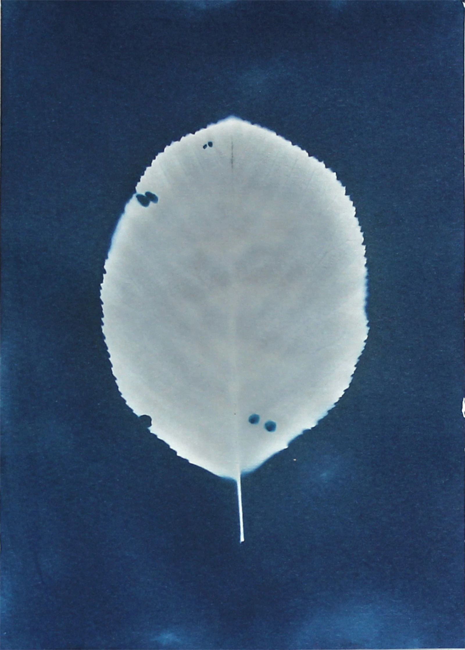 Herbarium #31