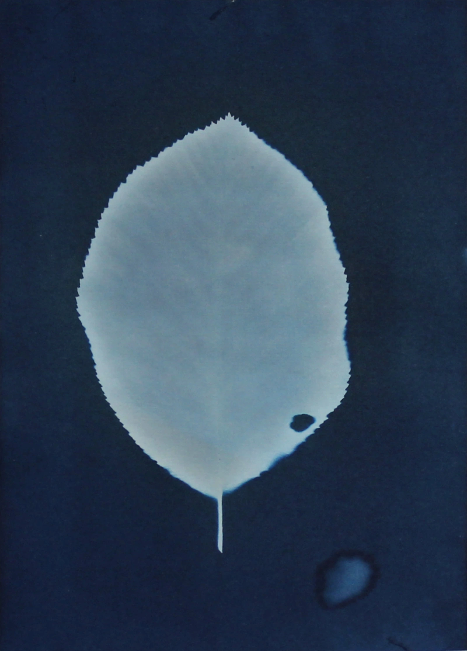Herbarium #32