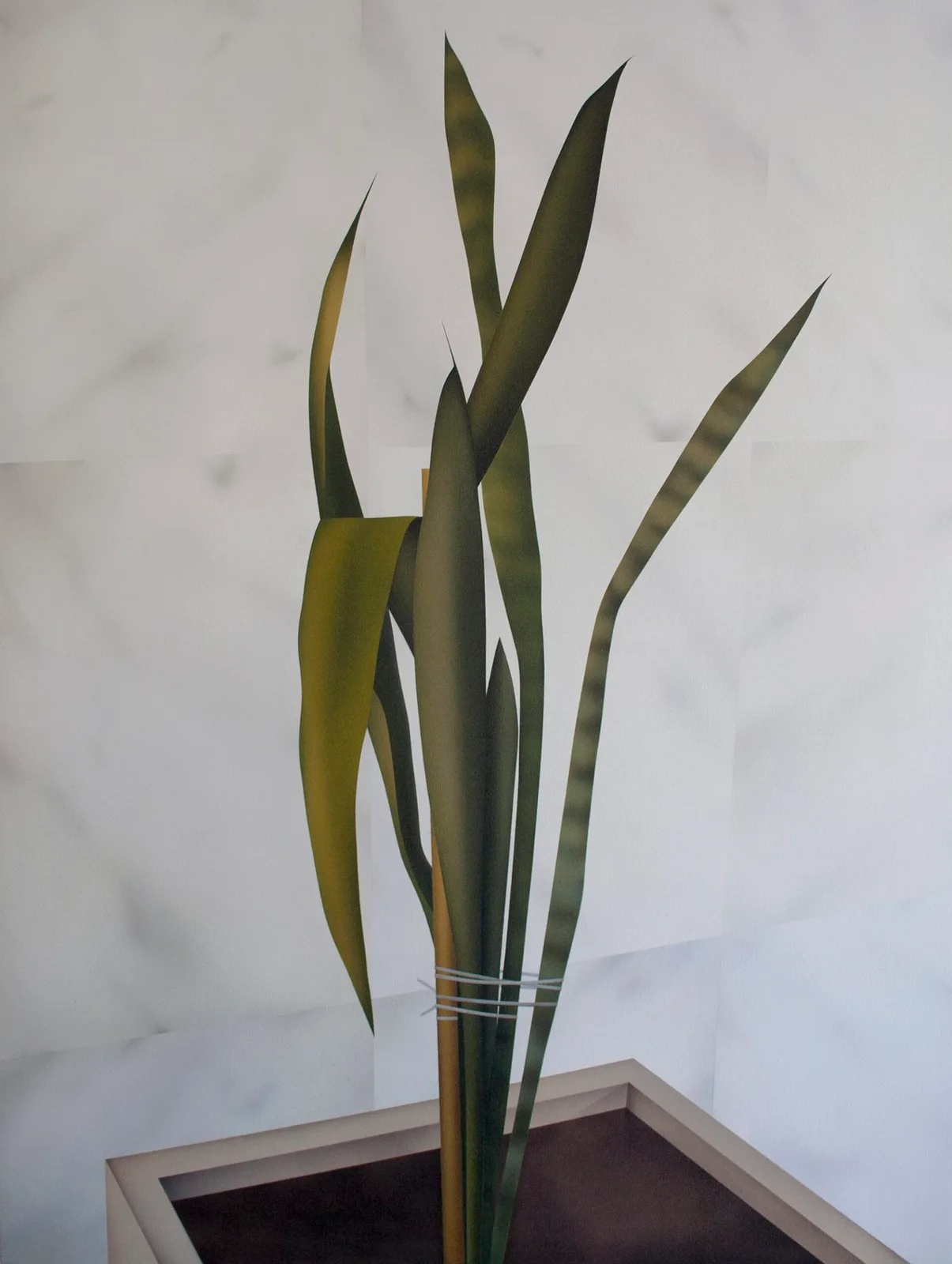Tied snake plant