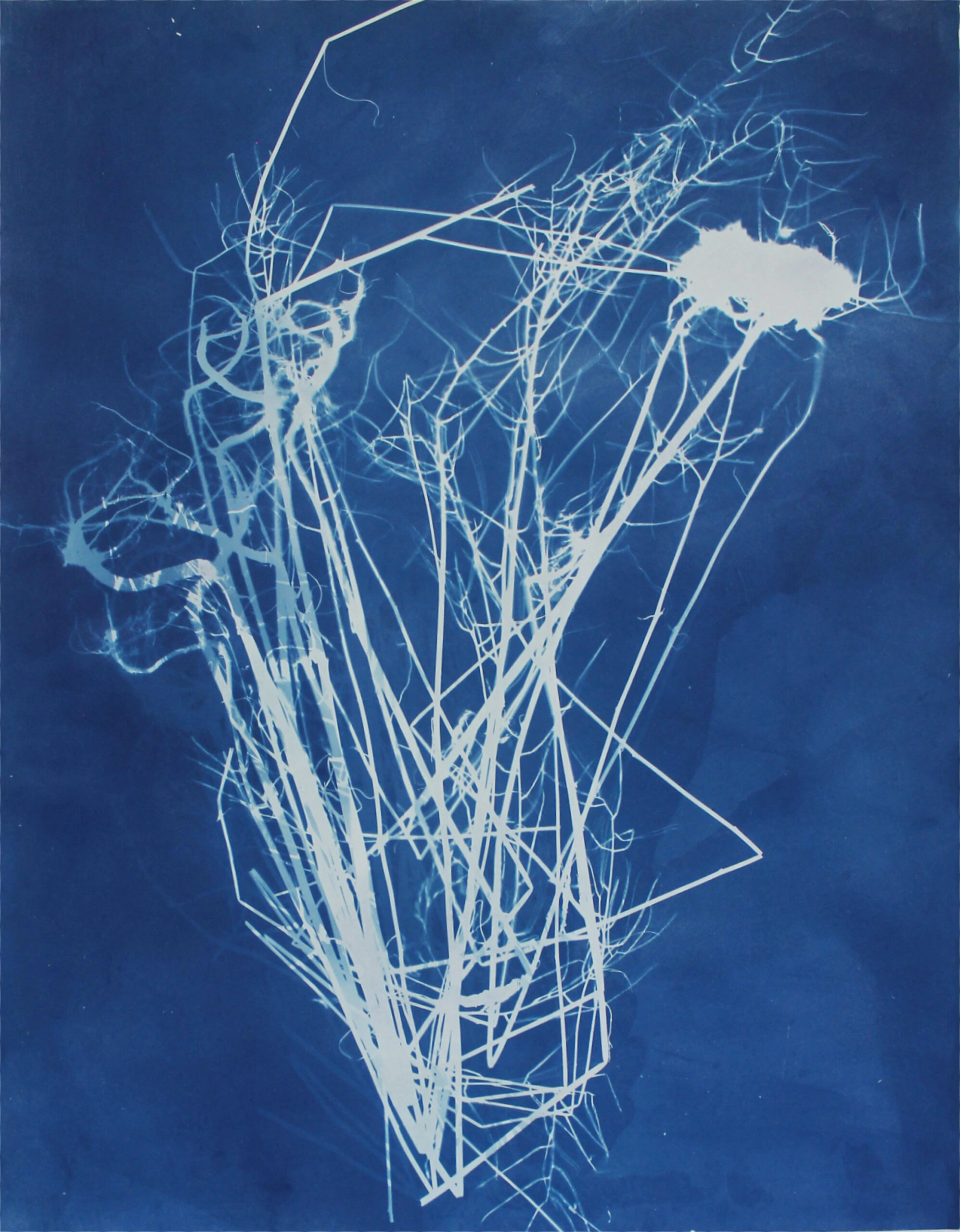 herbarium#23