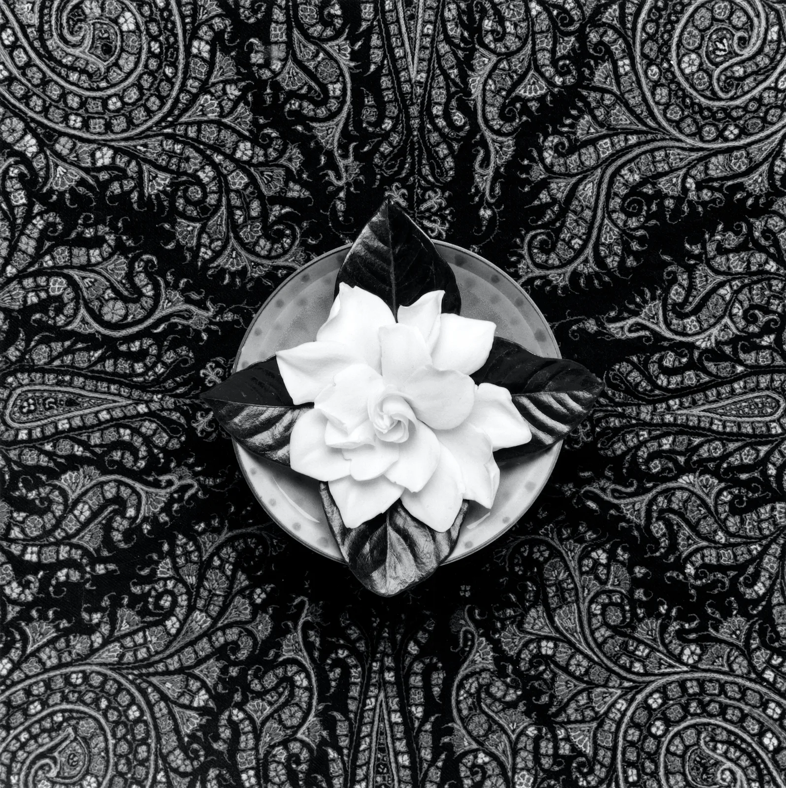 Gardenia