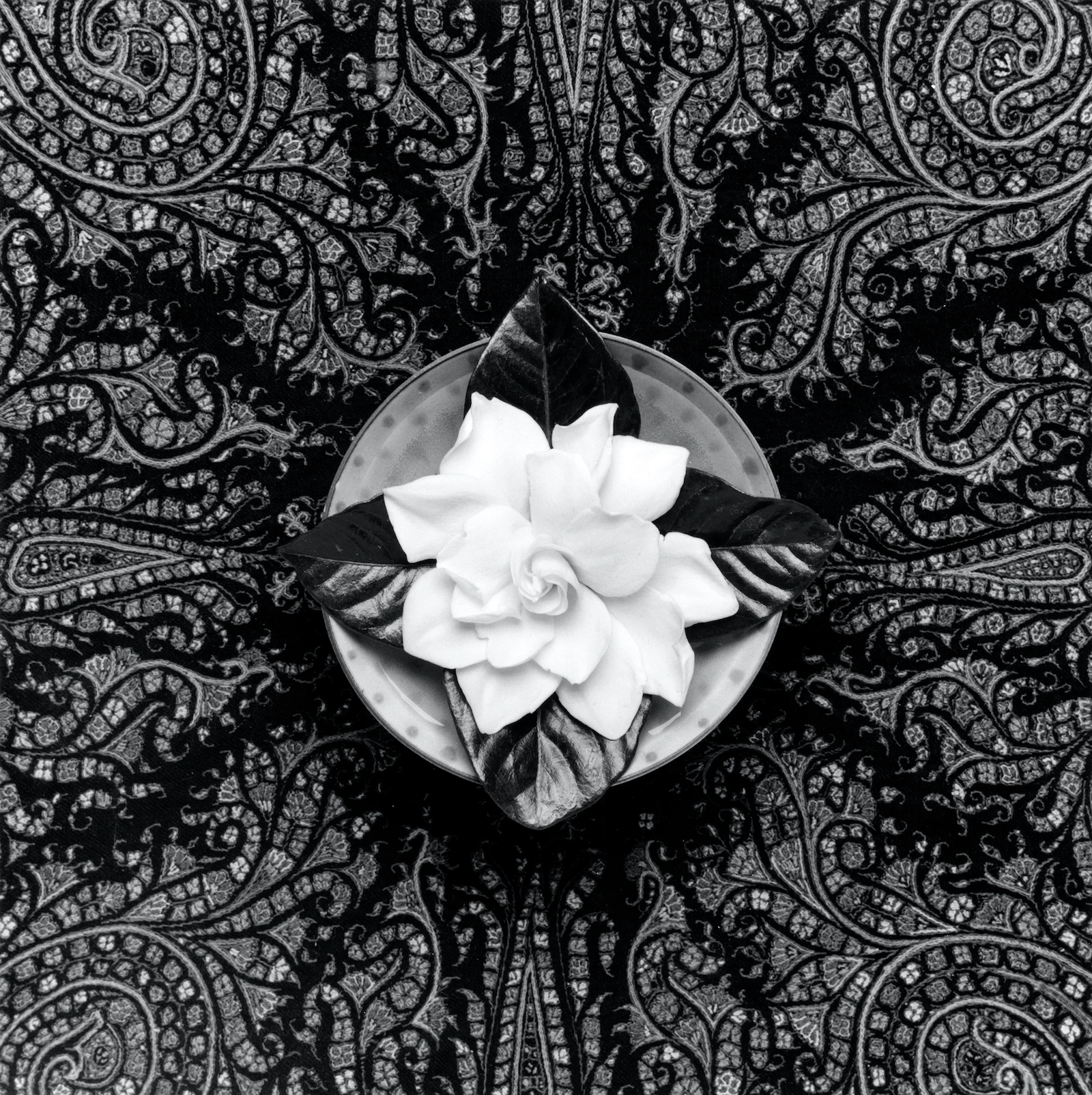 Gardenia