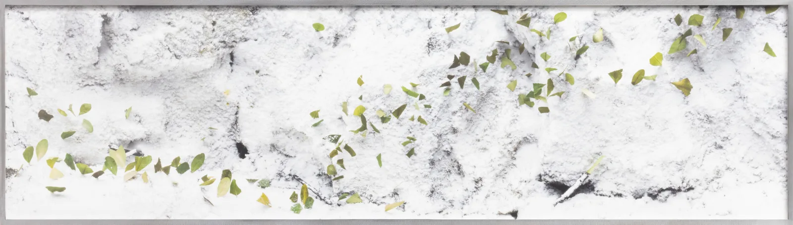 HORMIGAS TROPICALES EN NIEVE SUCIA. Ed. 3 + 2 AP