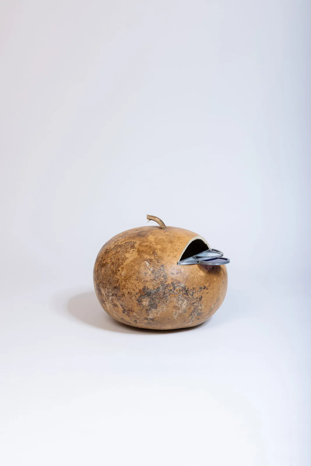 Zucca Vetrata