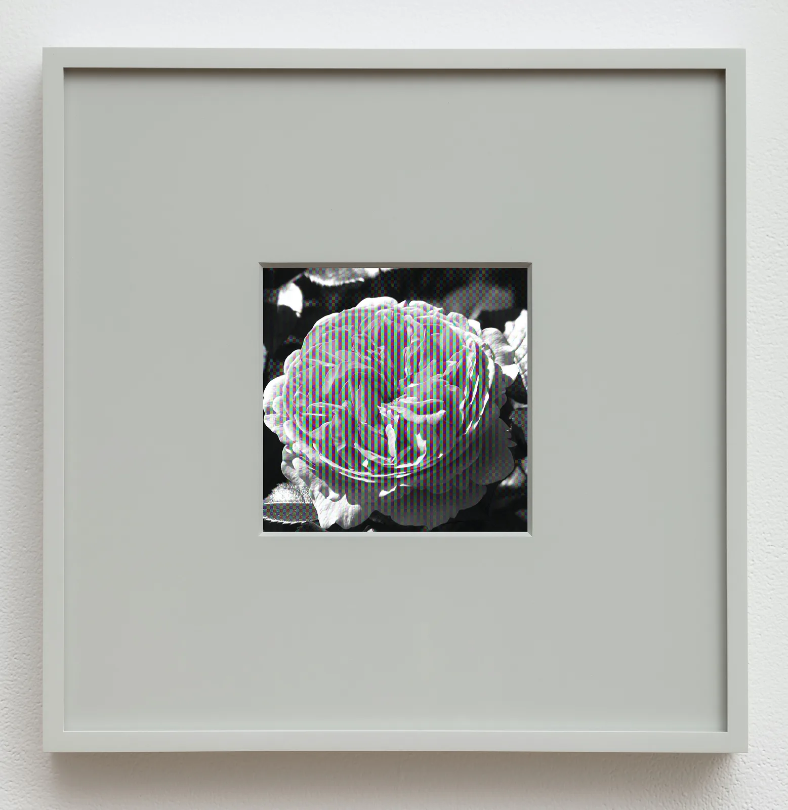 rosa-chippendale