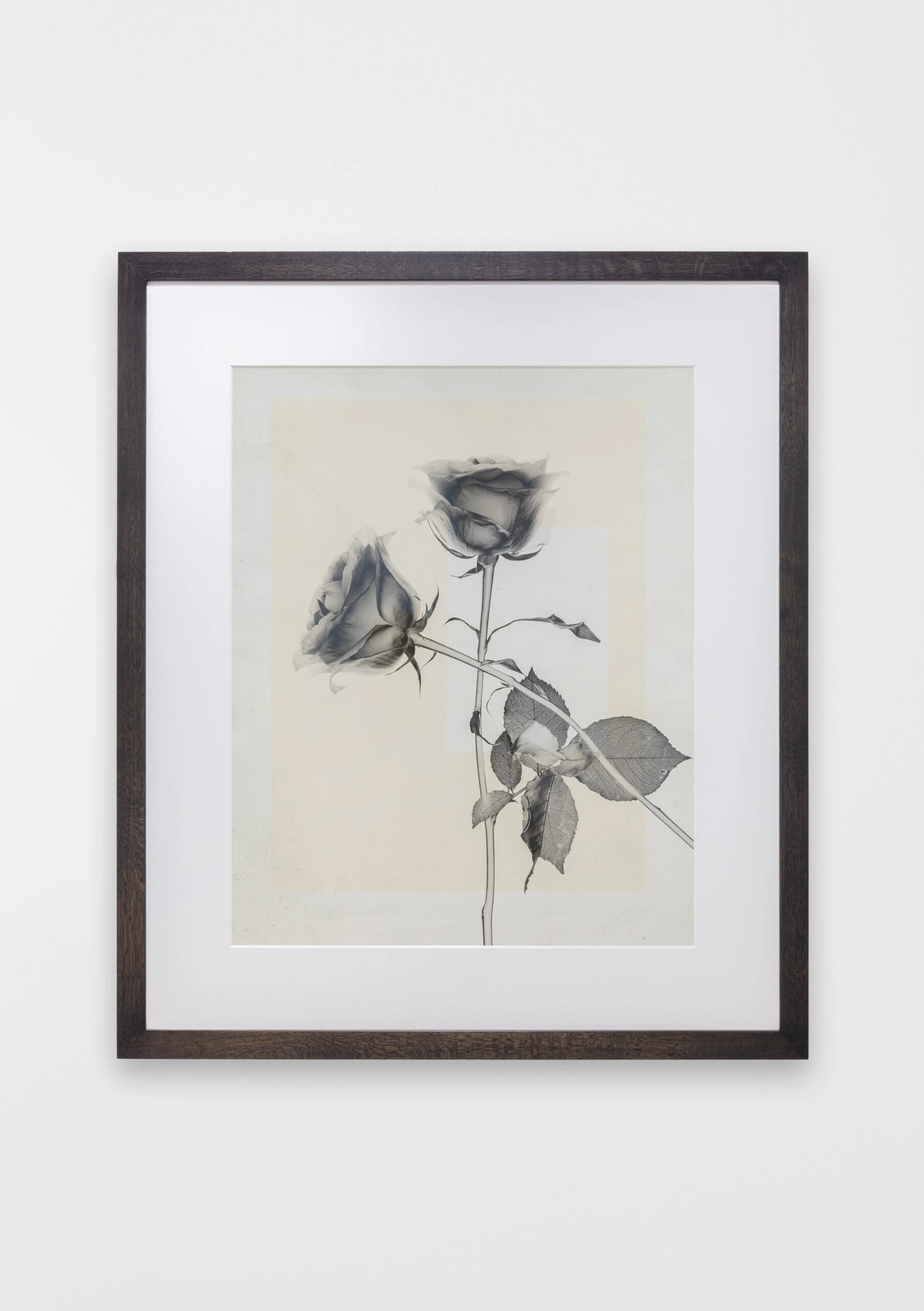 flower.s_24