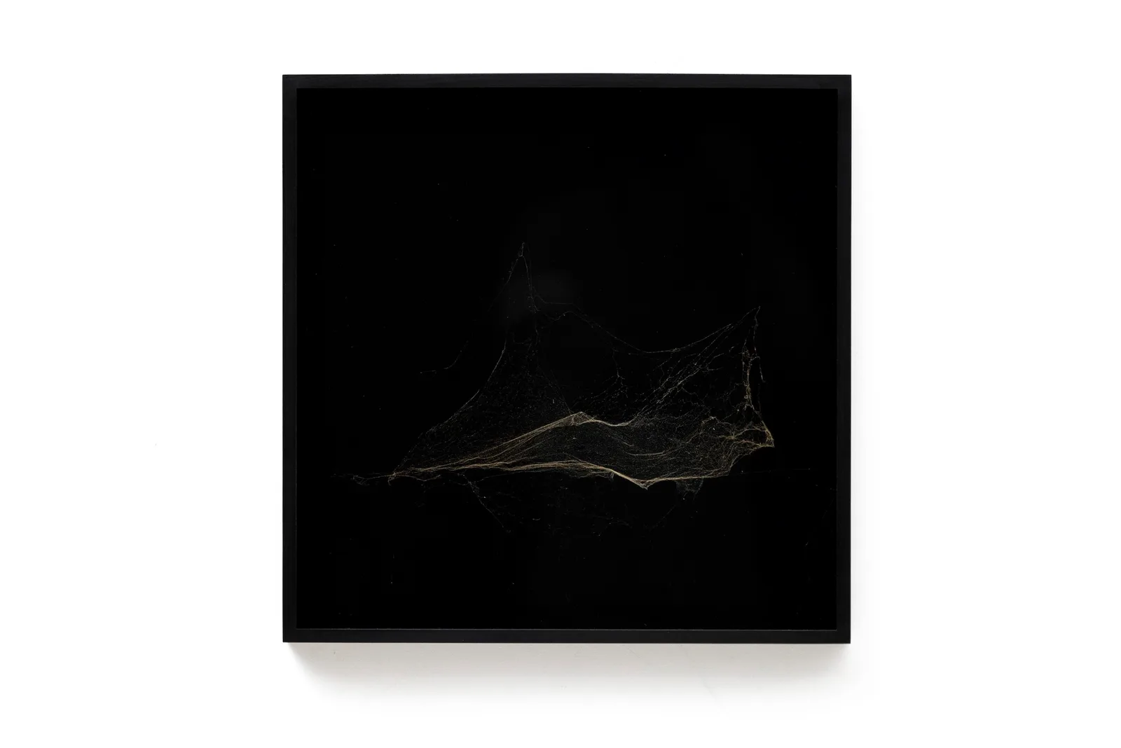 Solitary mapping of BD+43 2005 by a solo Linyphia triangularis