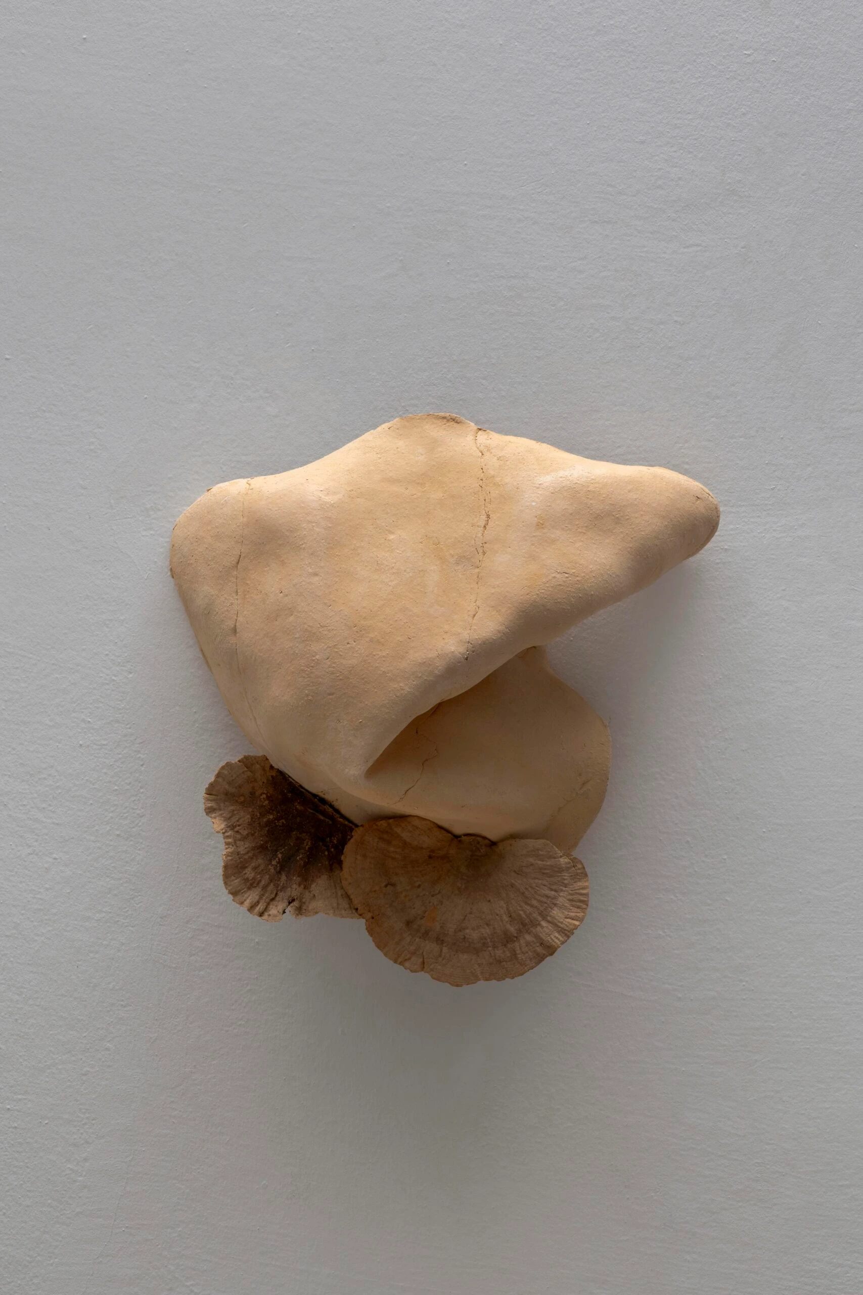 Studies for potential metamorphoses XXVI