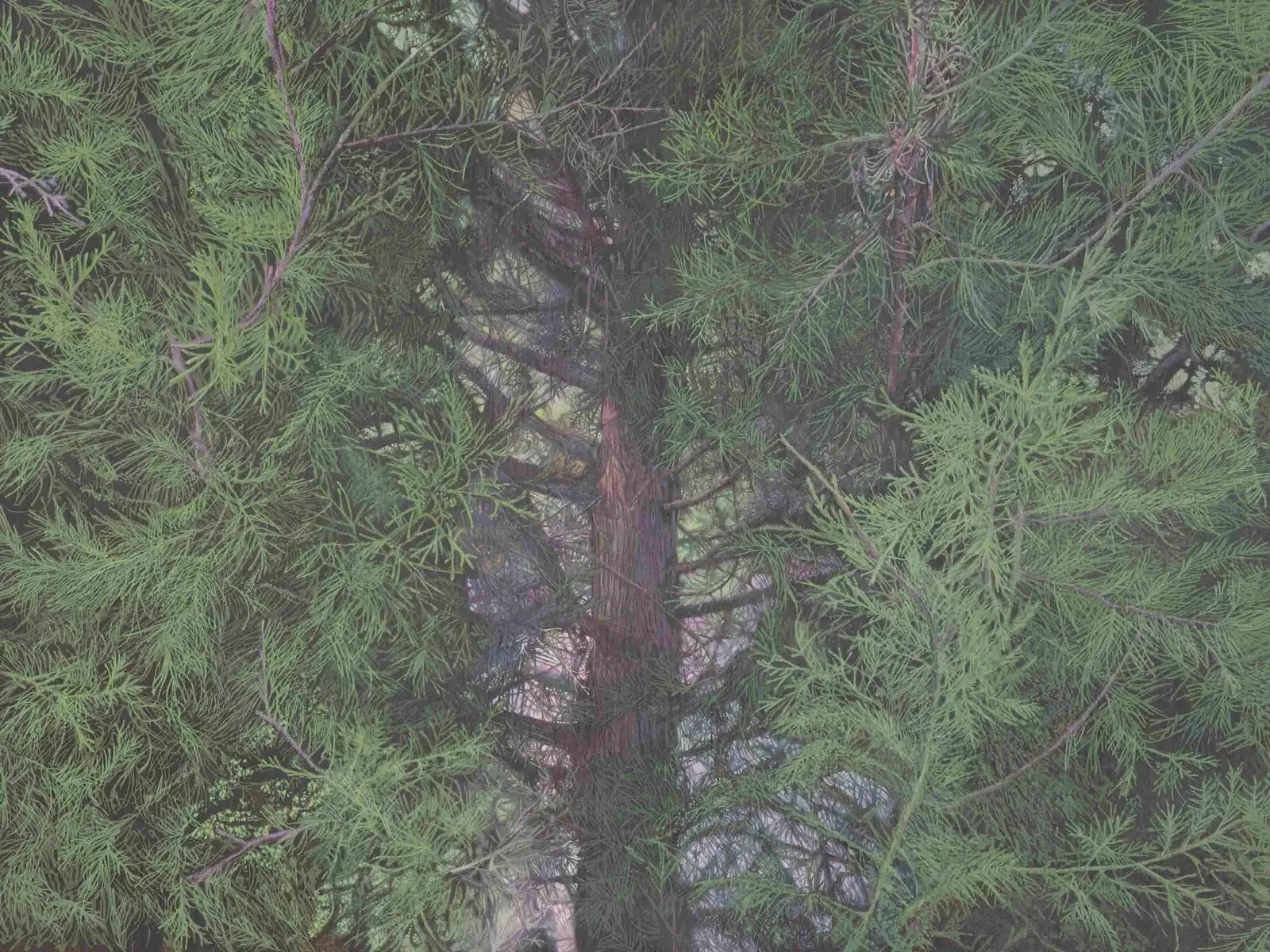 Cedar Tree