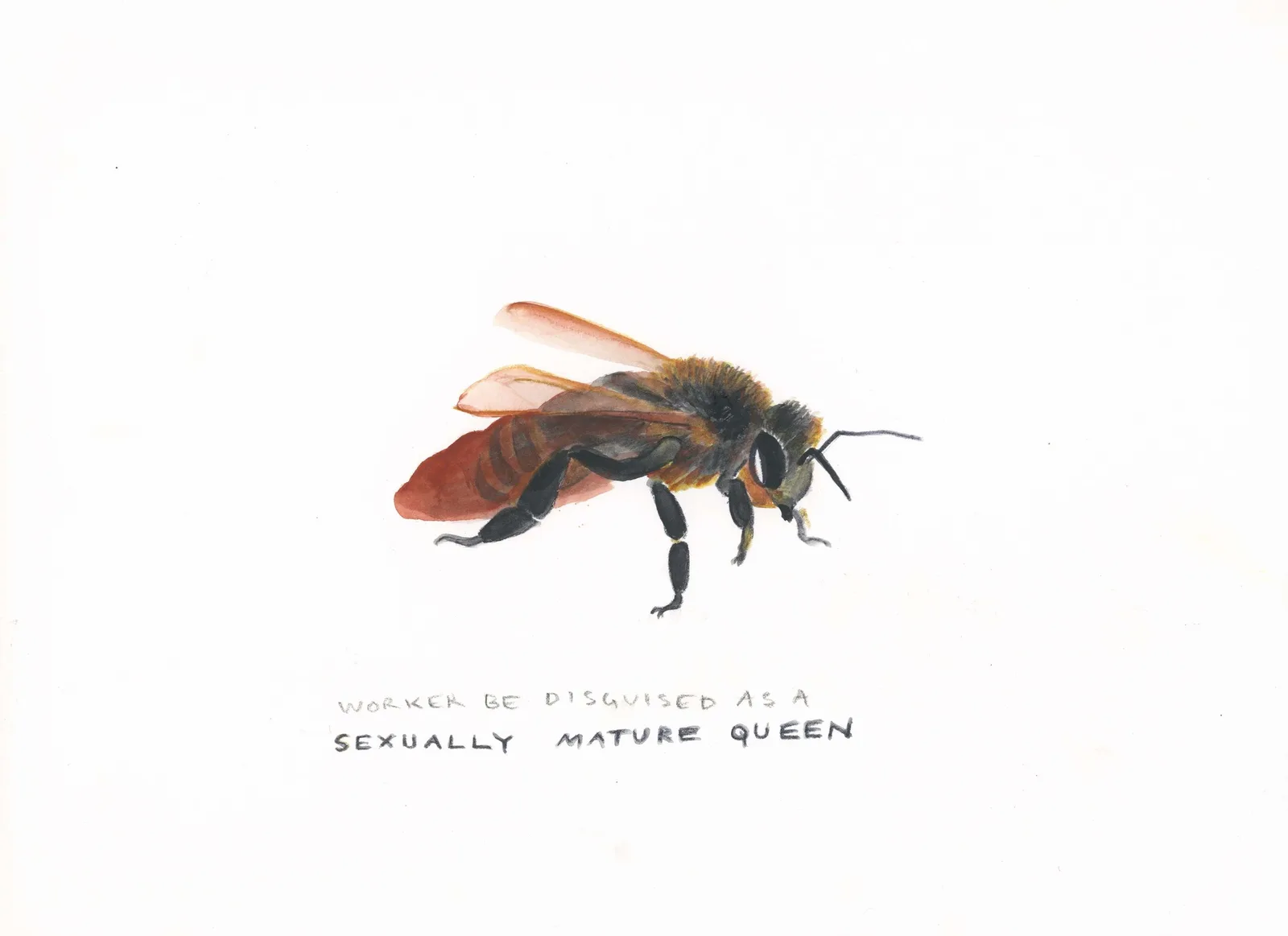 Ana Prvacki Bee In Disguise 1301PE