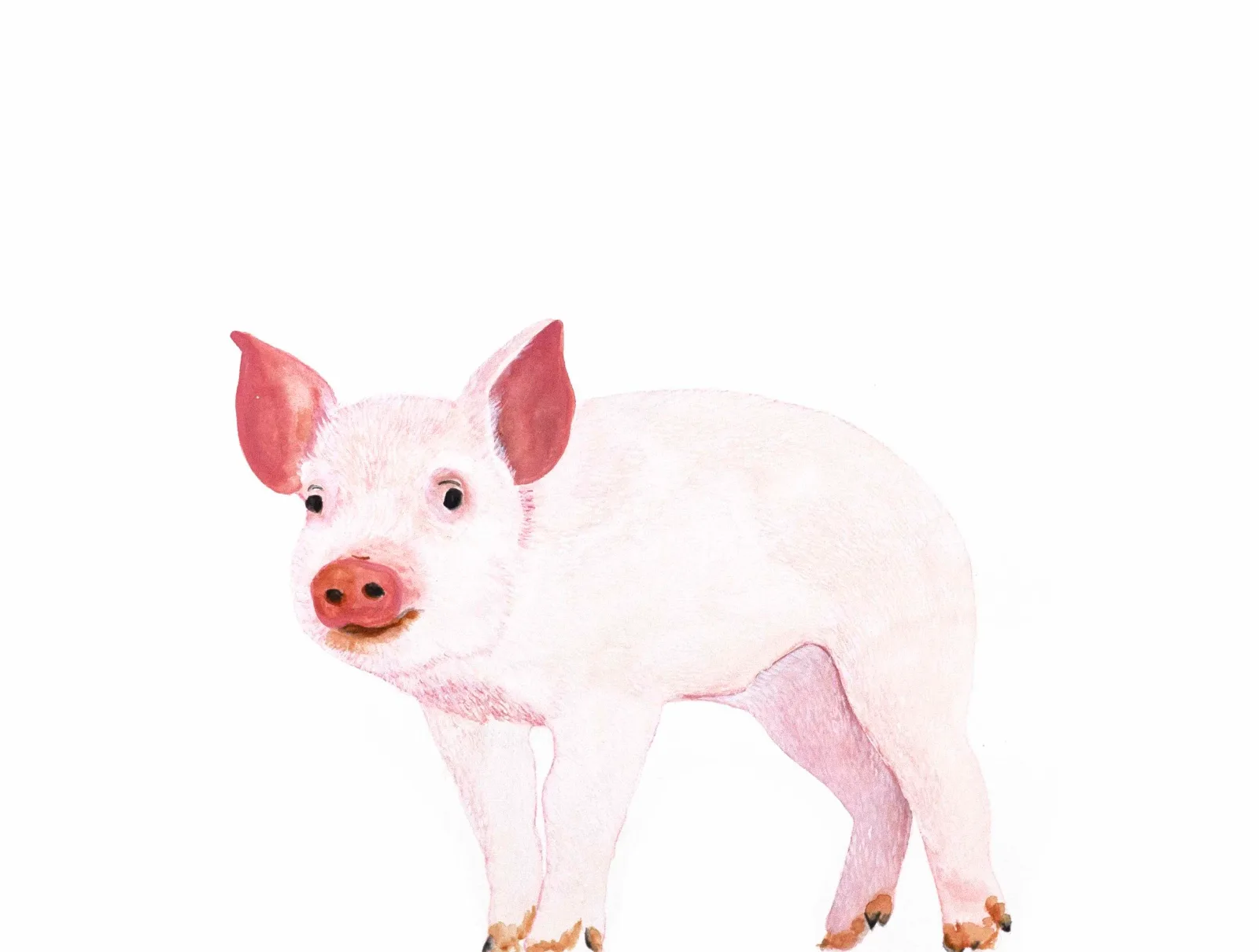 Ana Prvacki Piglet 1301PE