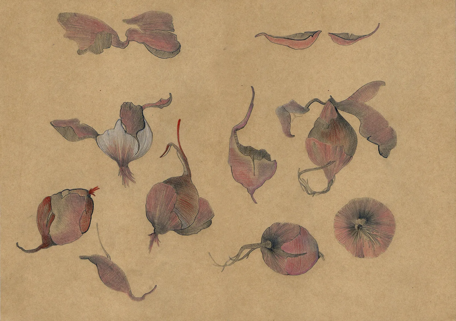 Robert Gabris Sketch from my Herbarium 2 Gregor Podnar