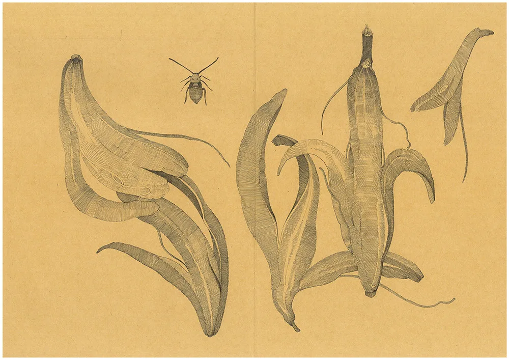 Robert Gabris Sketch from my Herbarium 4 Gregor Podnar
