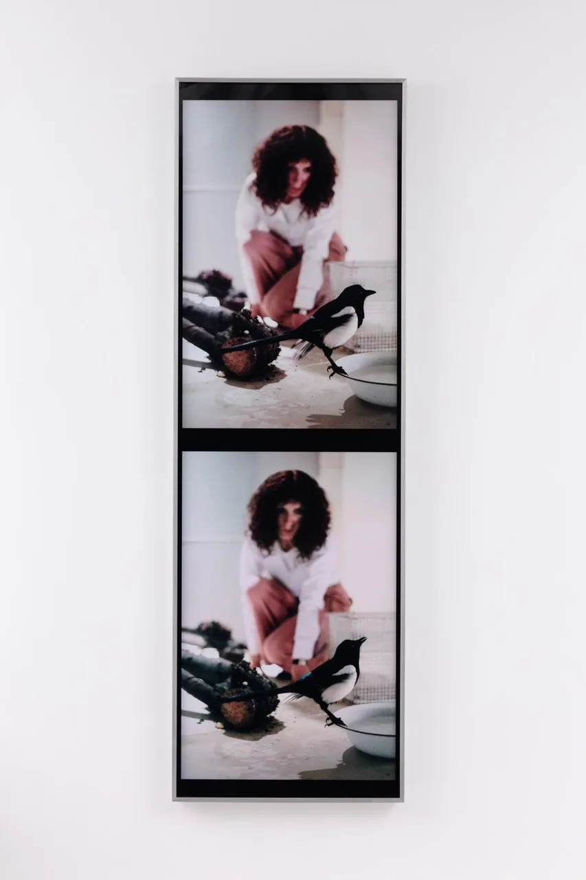 One for Sorrow, Two for Joy